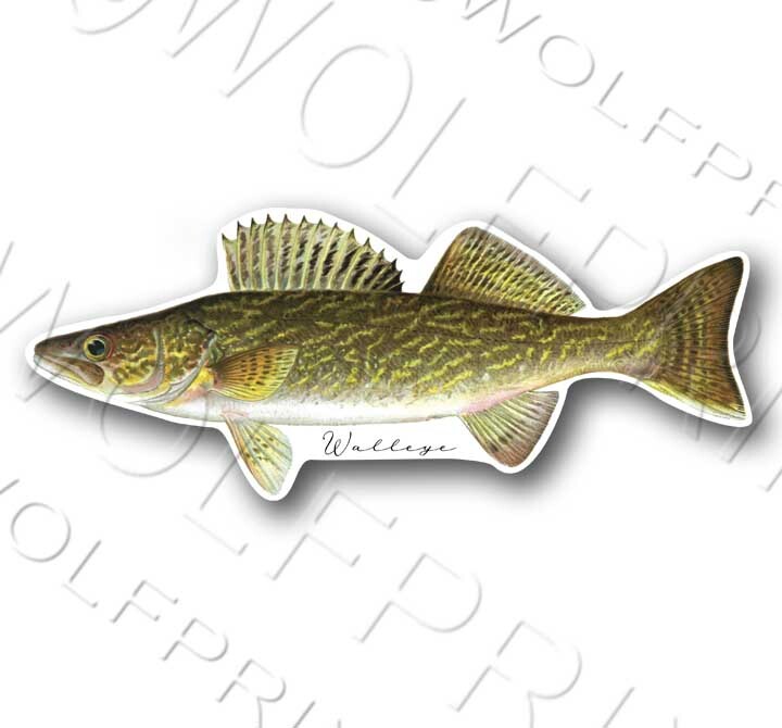 Northern Pike Fish Sticker 6" or 11" Wide Walleye Bass Boat Car Window Decal