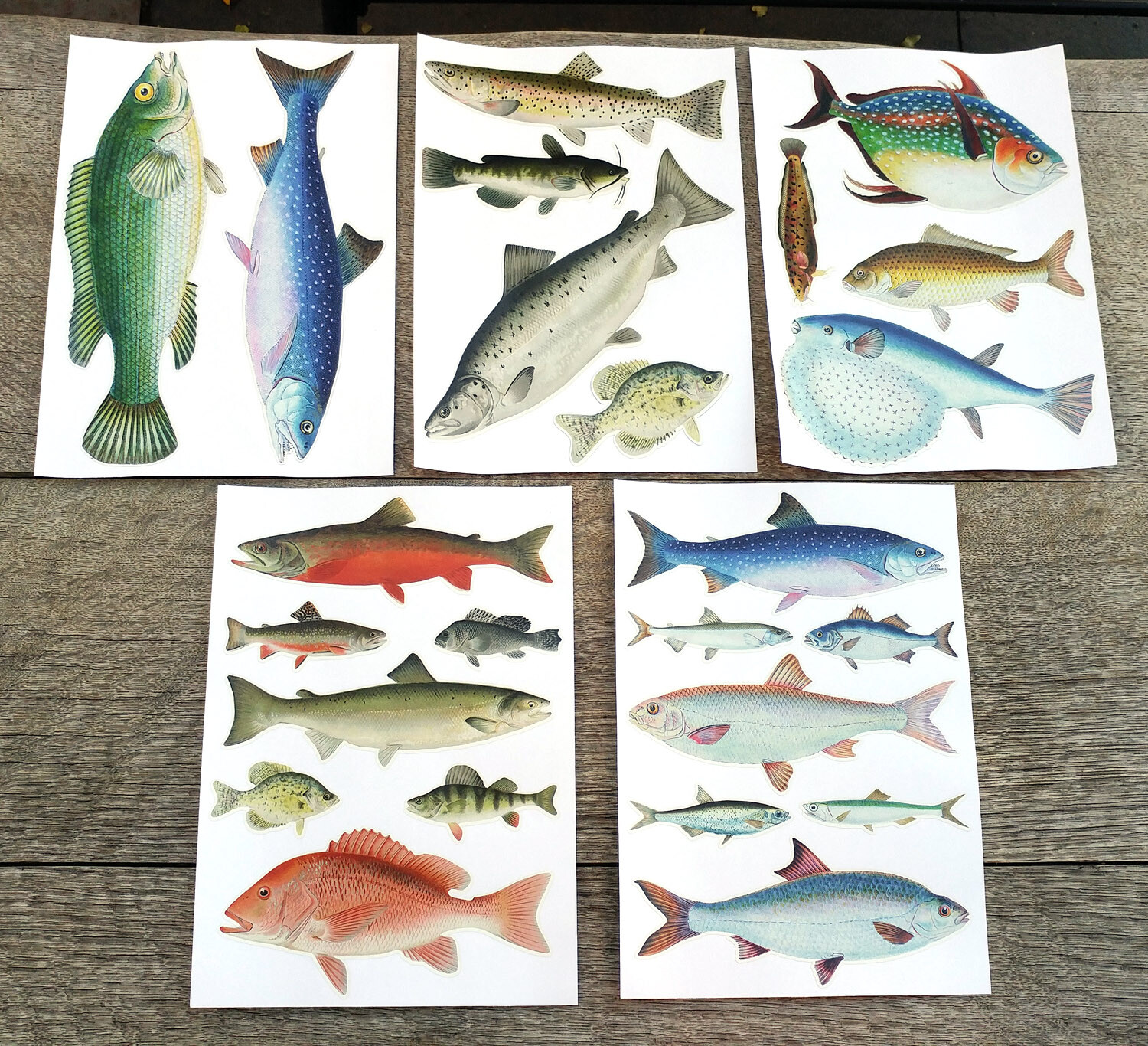 Vinyl Wall Stickers/VINTAGE COLORFUL FISH/Waterproof, Outdoor, Wall-Safe
