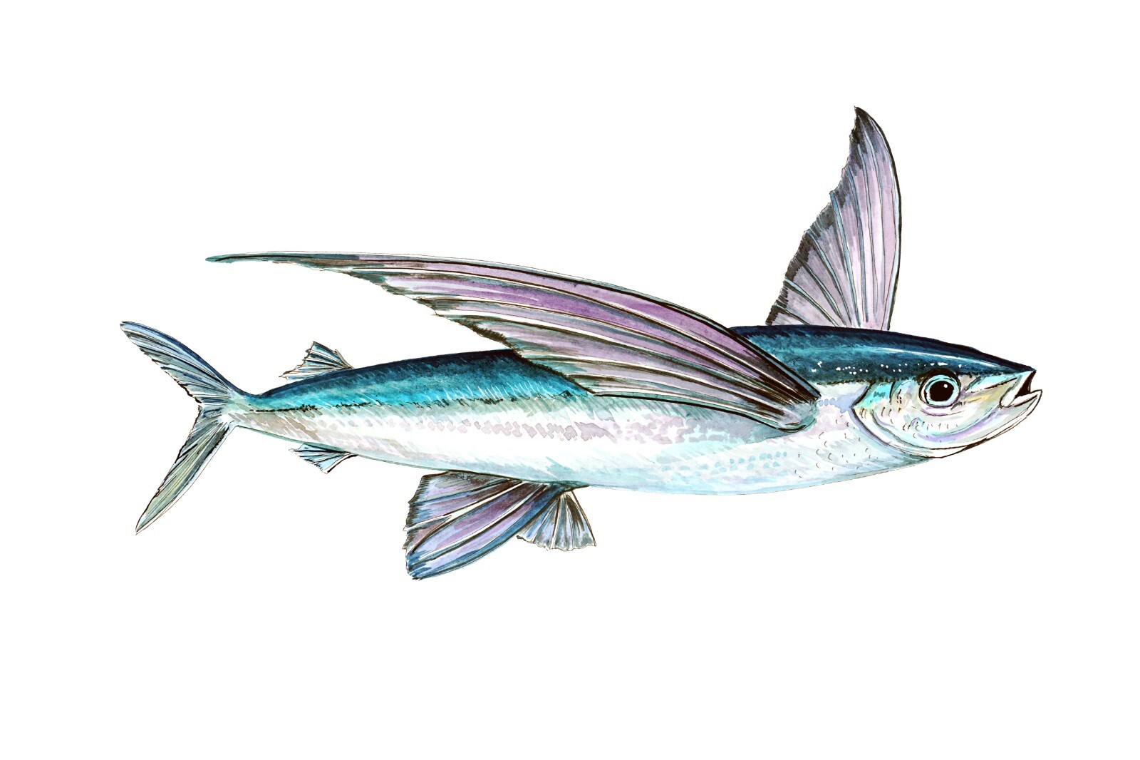 Flying Fish Vinyl Decal Sticker Truck Boat Car Tumbler Cooler Cup Tablet Toolbox