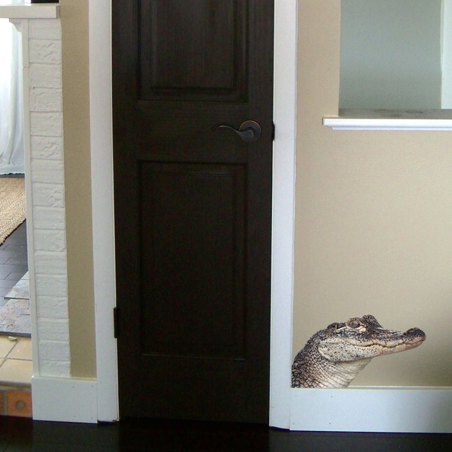 Gator Peering Around Corner Vinyl Decal – 6.5" tall x 12" wide Florida Alligator