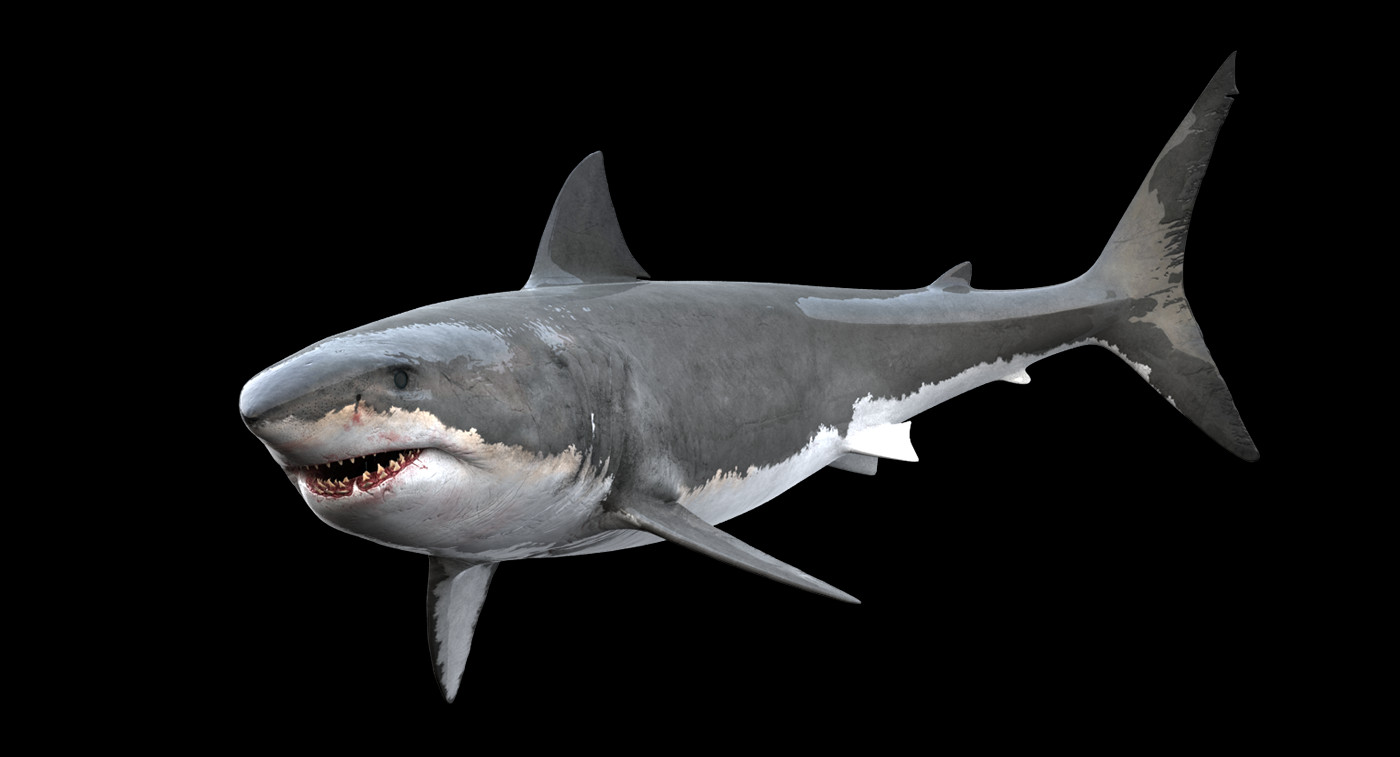 Shark sticker great white skate cell laptop bumper vinyl decal