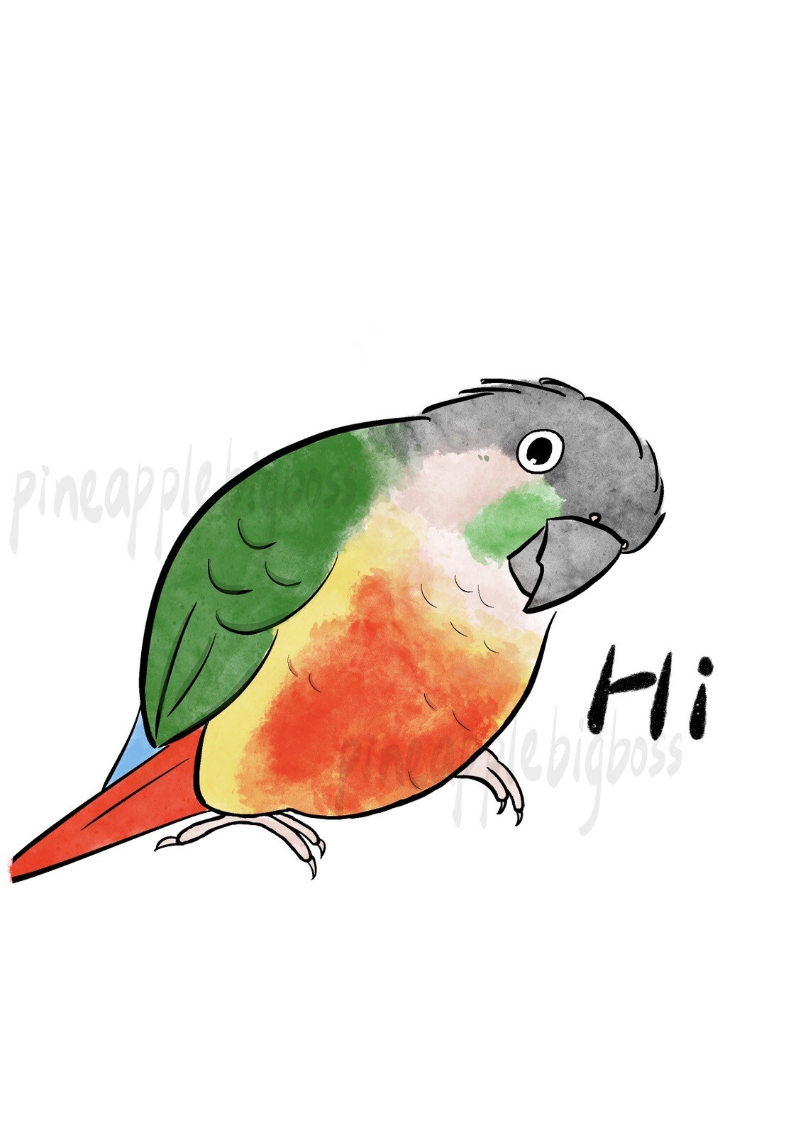 Green Cheek Conure CAR Stickers (yellow sided) Outdoor use / UV & Water Proof