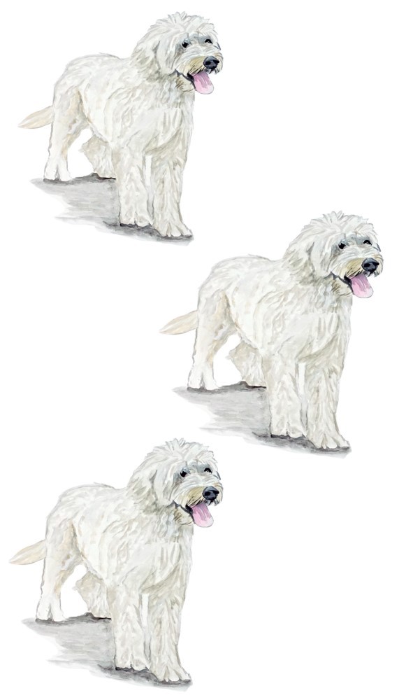 Golden Doodle Show Dog Large Breed Decal Sticker – Auto Car Truck RV Cup Boat