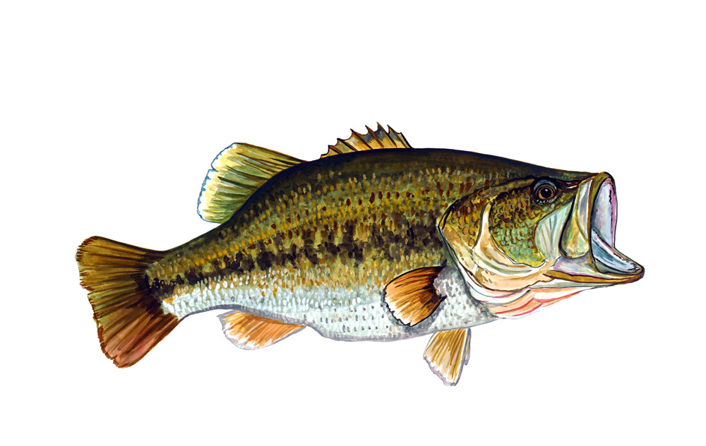 Large Mouth Bass Fish High Quality Decal Truck Boat Cooler Cup Kayak Tacklebox