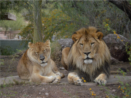Lion Couple Laying Down In Zoo Cute Cat Poster Print Paper OR Wall Vinyl